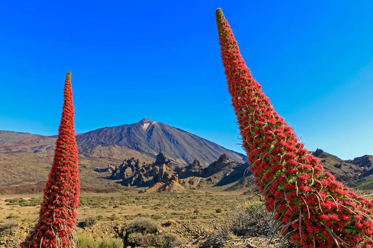 Jardines del Teide Apartamento Puerto de la Cruz